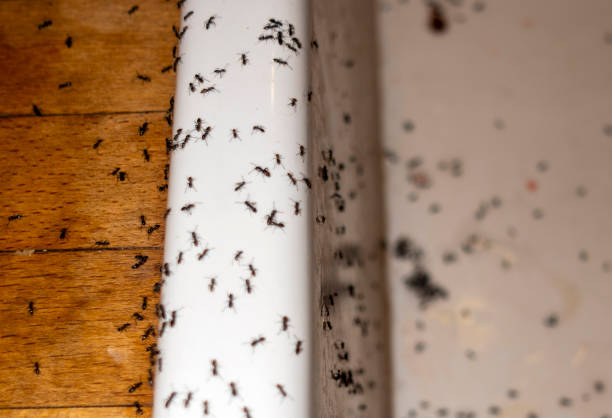 Best Local Pest Control Services  in Colfax, IL